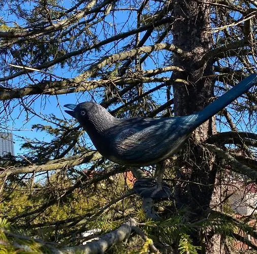 Alyvu - House Just For * פלאנגה